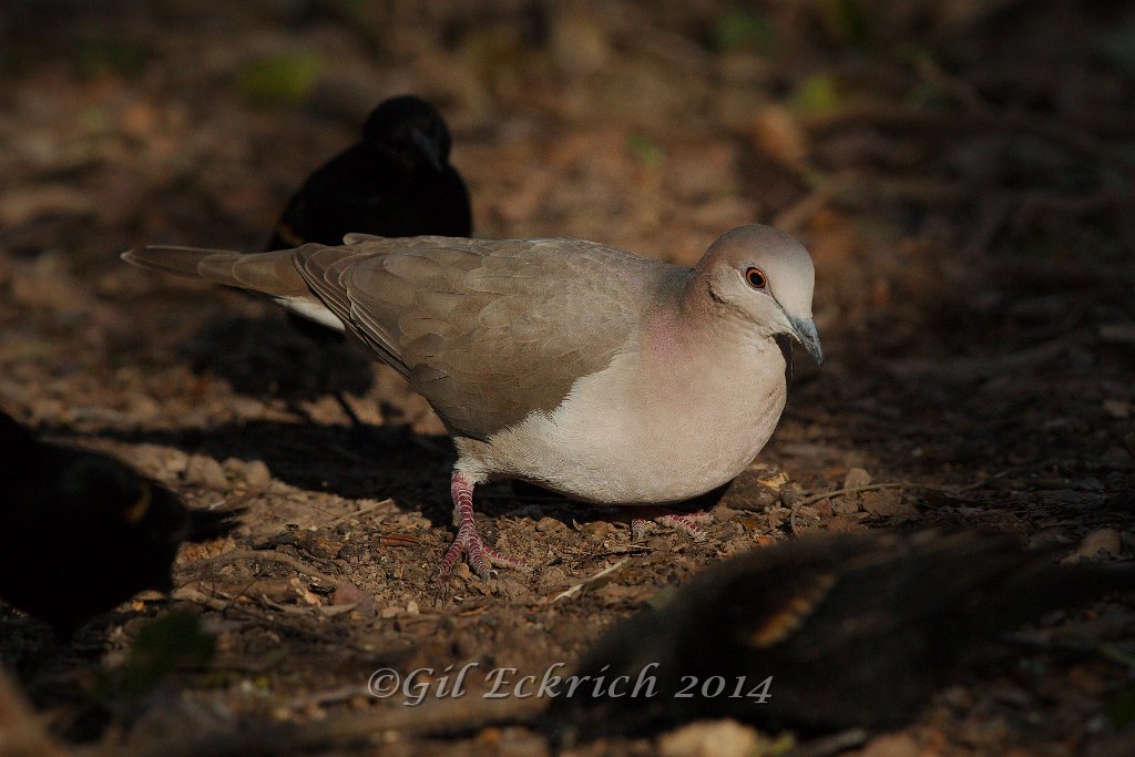 White-tipped Dove 2014-01-25_3.jpg